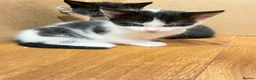 Mixed Breed cats for sale: Gorgeous litter of kittens in Ilminster - Advert 13
