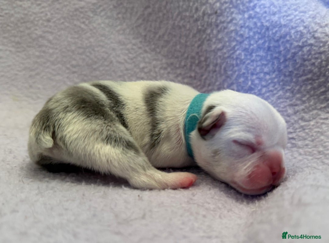 French Bulldog dogs for sale: Beautiful KC registered French Bulldog puppies - Advert 2