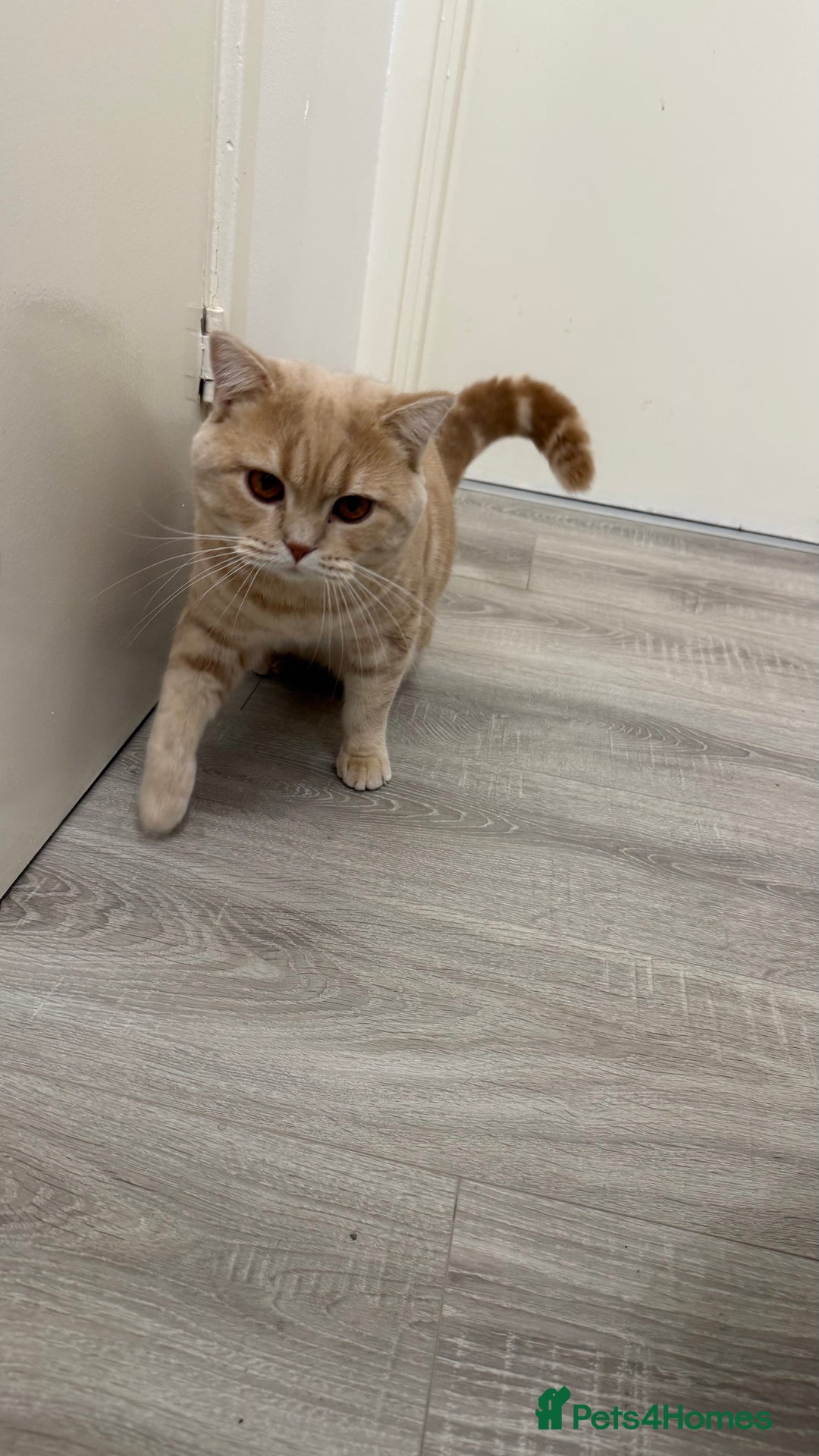 British Shorthair cats for sale: Luna & Leo  - Advert 11