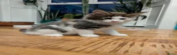 Maine Coon cats for sale: Male Kitten- Purebred Maine Coon - GCCF Registered in Darvel - Advert 4