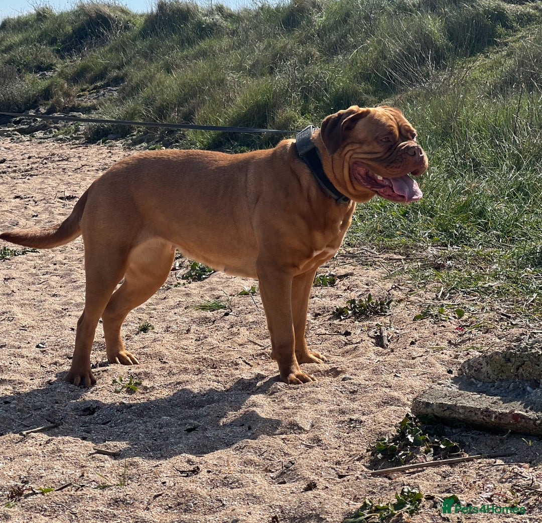 Dogue De Bordeaux dogs for sale: Beautiful KC Dogue De Bordeaux Puppies - Image 19