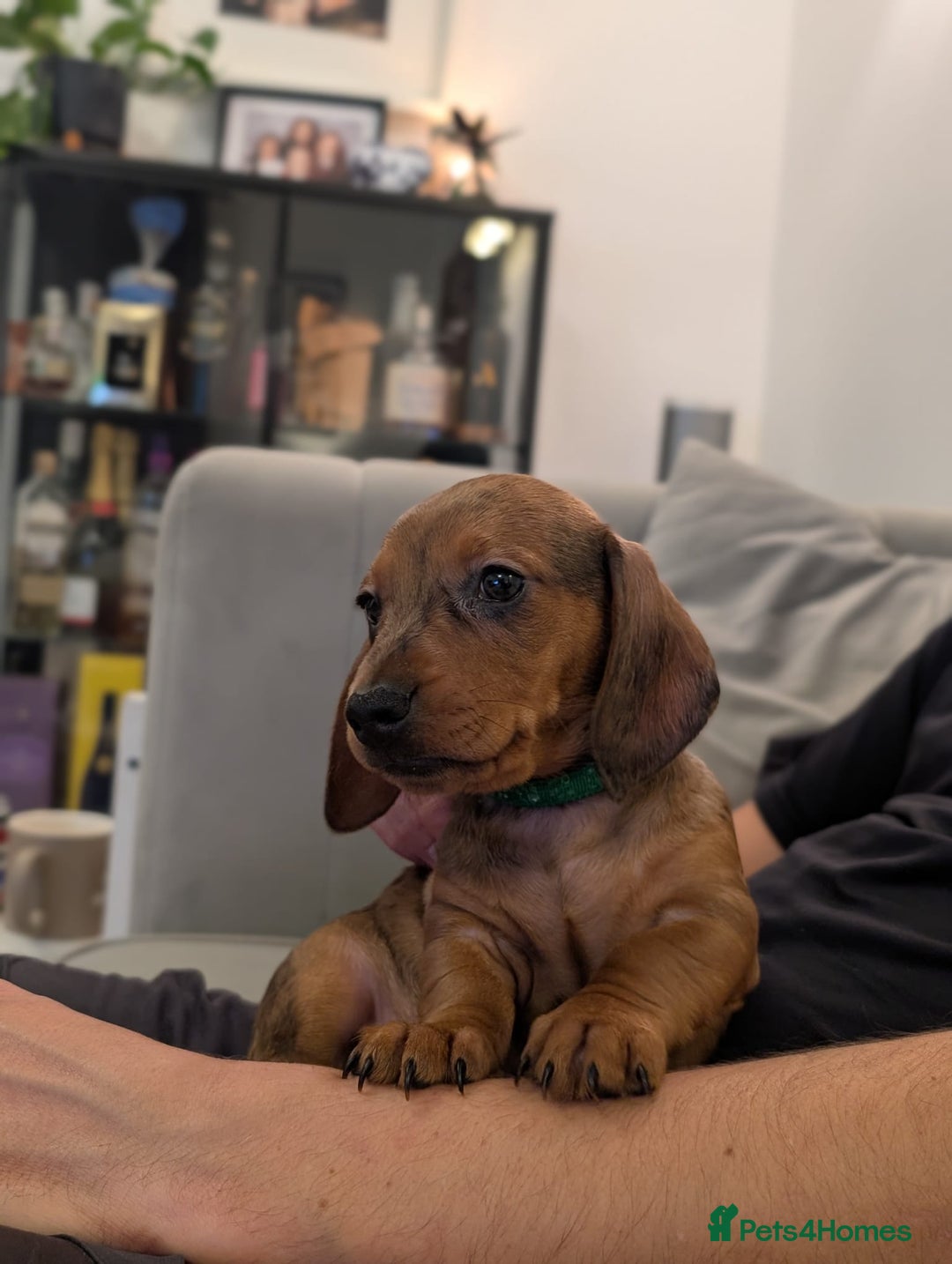Miniature Dachshund dogs for sale: 2x miniature dachshunds - Image 5