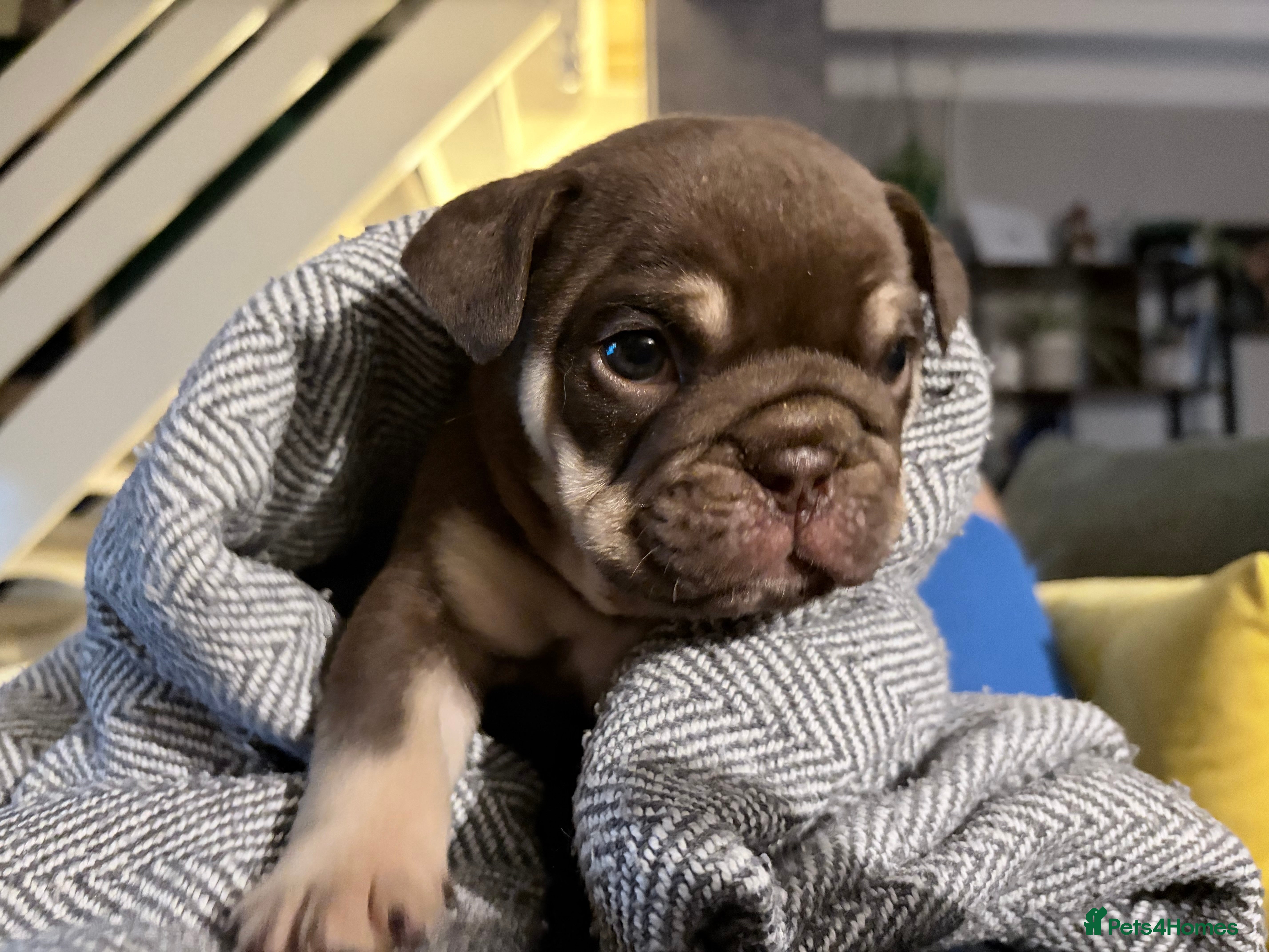 English Bulldog dogs KC English Bulldog Puppies Exceptional Quality  - Advert 7