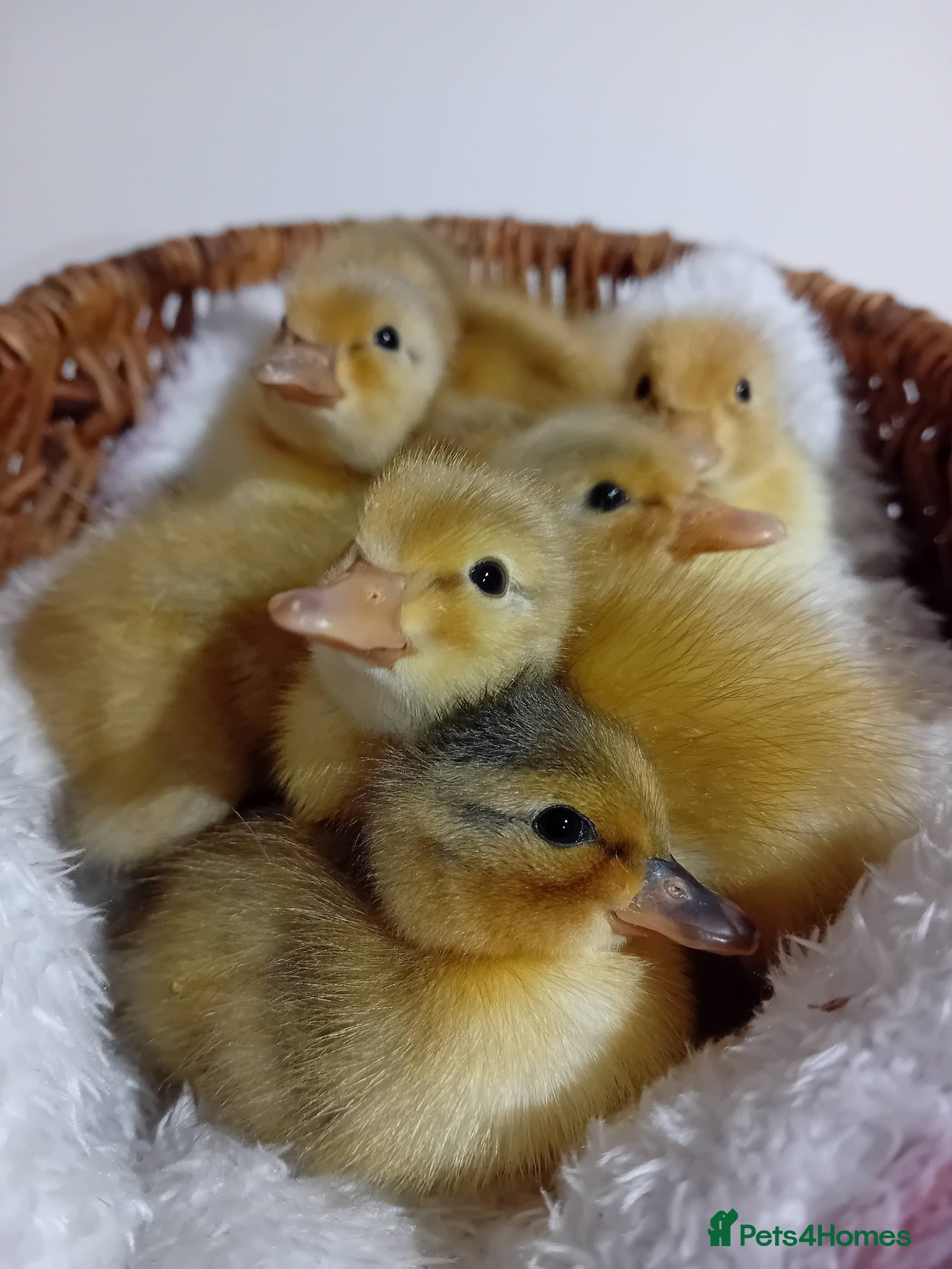 Quail poultry 🦆✨ Call Ducklings Available ✨🦆 - Advert 7