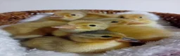 Quail poultry for sale: 🦆✨ Call Ducklings Available ✨🦆 - Advert 1