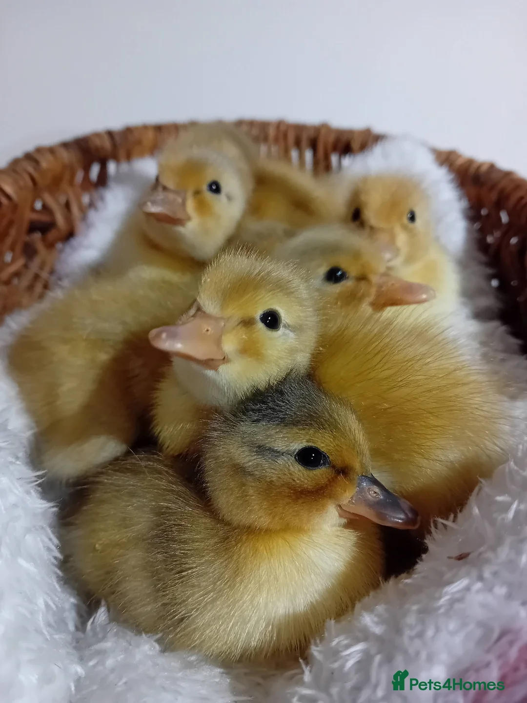 Quail poultry for sale: 🦆✨ Call Ducklings Available ✨🦆 - Advert 1