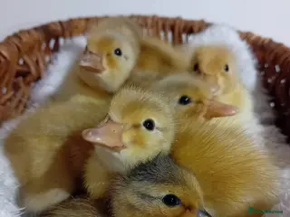 Quail poultry 🦆✨ Call Ducklings Available ✨🦆 - Advert 7