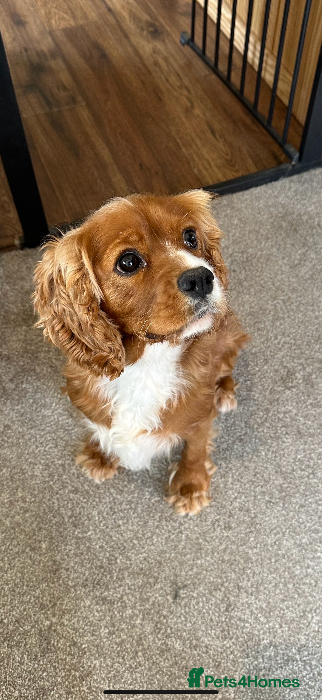 Cavalier King Charles Spaniel dogs for sale: 🐾 KC Registered Health Tested Puppies 🐾 - Image 20