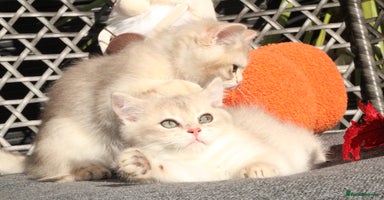 British Shorthair cats - Advert 2