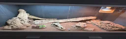 Bearded Dragon reptiles for sale: Vivexotic viv enclosure cabinet bearded dragon - Advert 3