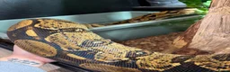 Snake reptiles for sale: Female BCC Common with Vivarium  - Advert 3