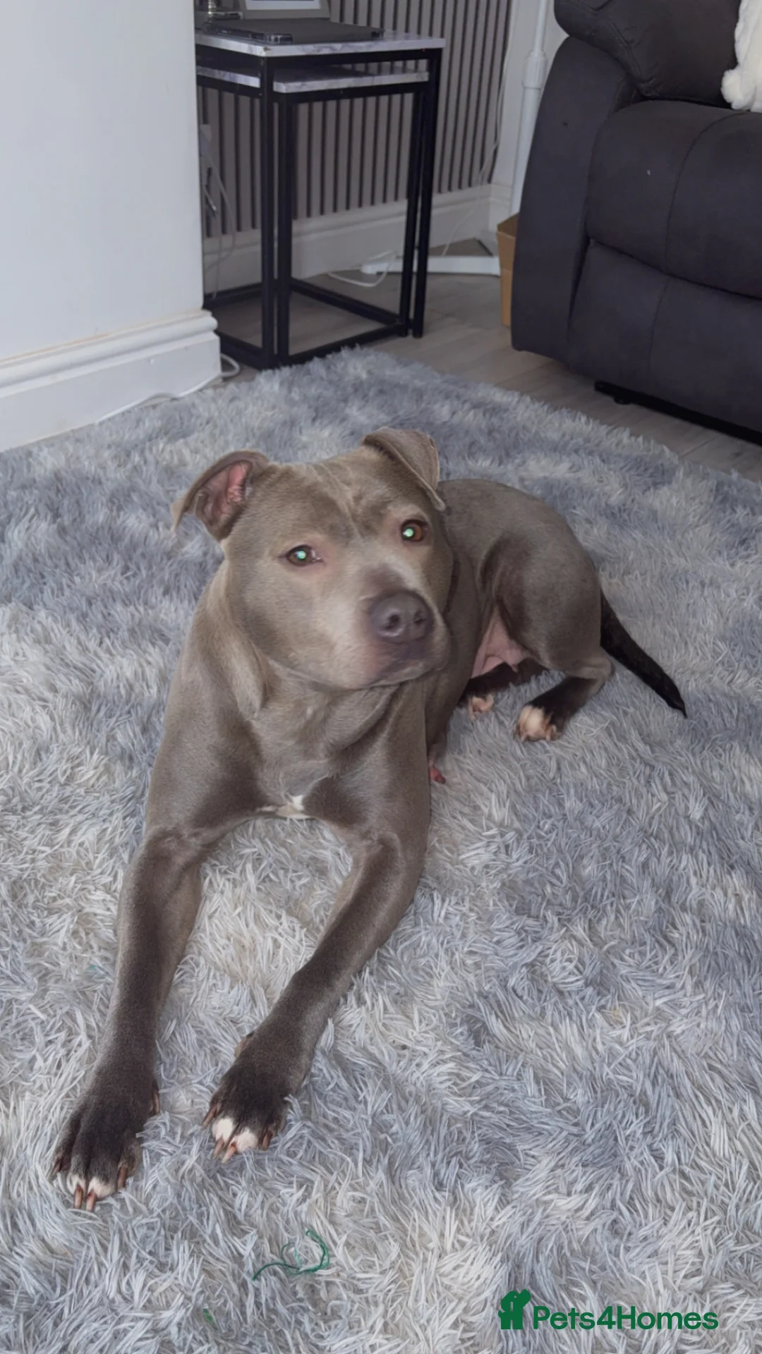 Staffordshire Bull Terrier dogs for sale: Lovely 4 year old female staff for sale  - Advert 5