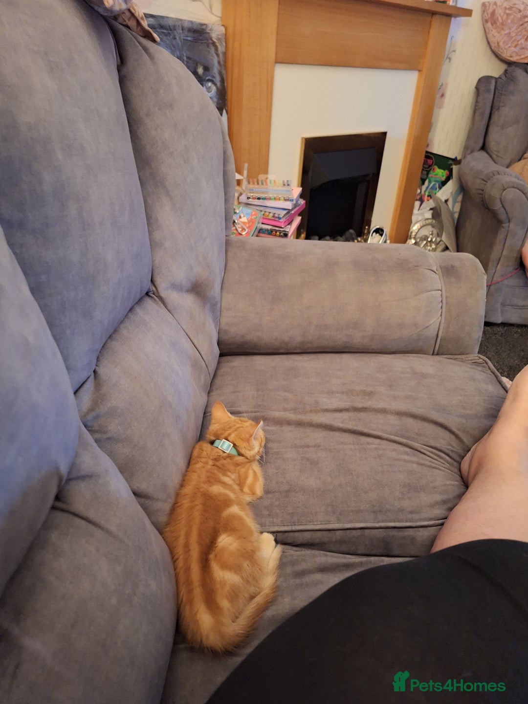 Mixed Breed cats for sale: Ginger little boy  - Image 6