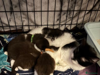 Domestic Shorthair cats 4 Tuxedo Kittens - Advert 2