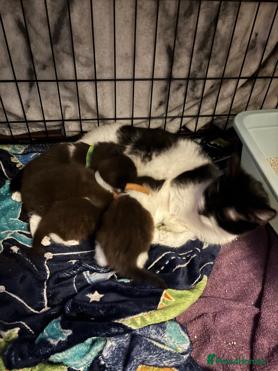 Domestic Shorthair cats for sale: 4 Tuxedo Kittens - Advert 1