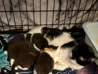 Domestic Shorthair cats 4 Tuxedo Kittens - Advert 4