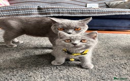 British Shorthair cats for sale: GCCF Reg. champ dad & lovely mom's 1st kittens! - Image 7