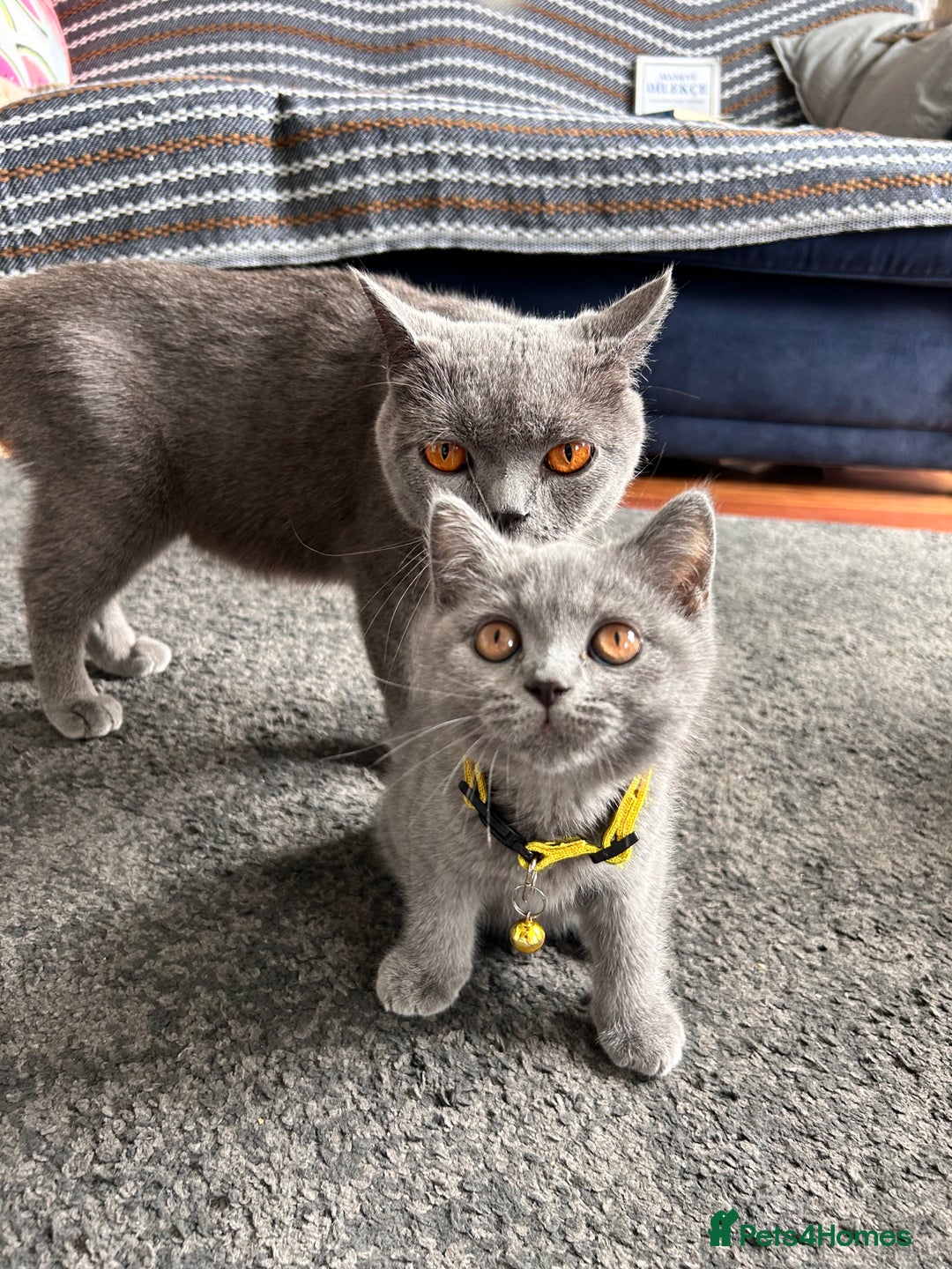 British Shorthair cats for sale: GCCF Reg. champ dad & lovely mom's 1st kittens! - Image 7