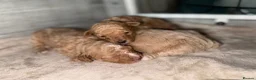 Poochon dogs for sale: Gorgeous poochons for sale  - Advert 8