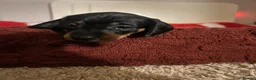 Dachshund dogs for sale: Smoothed hair dashunds  - Advert 6