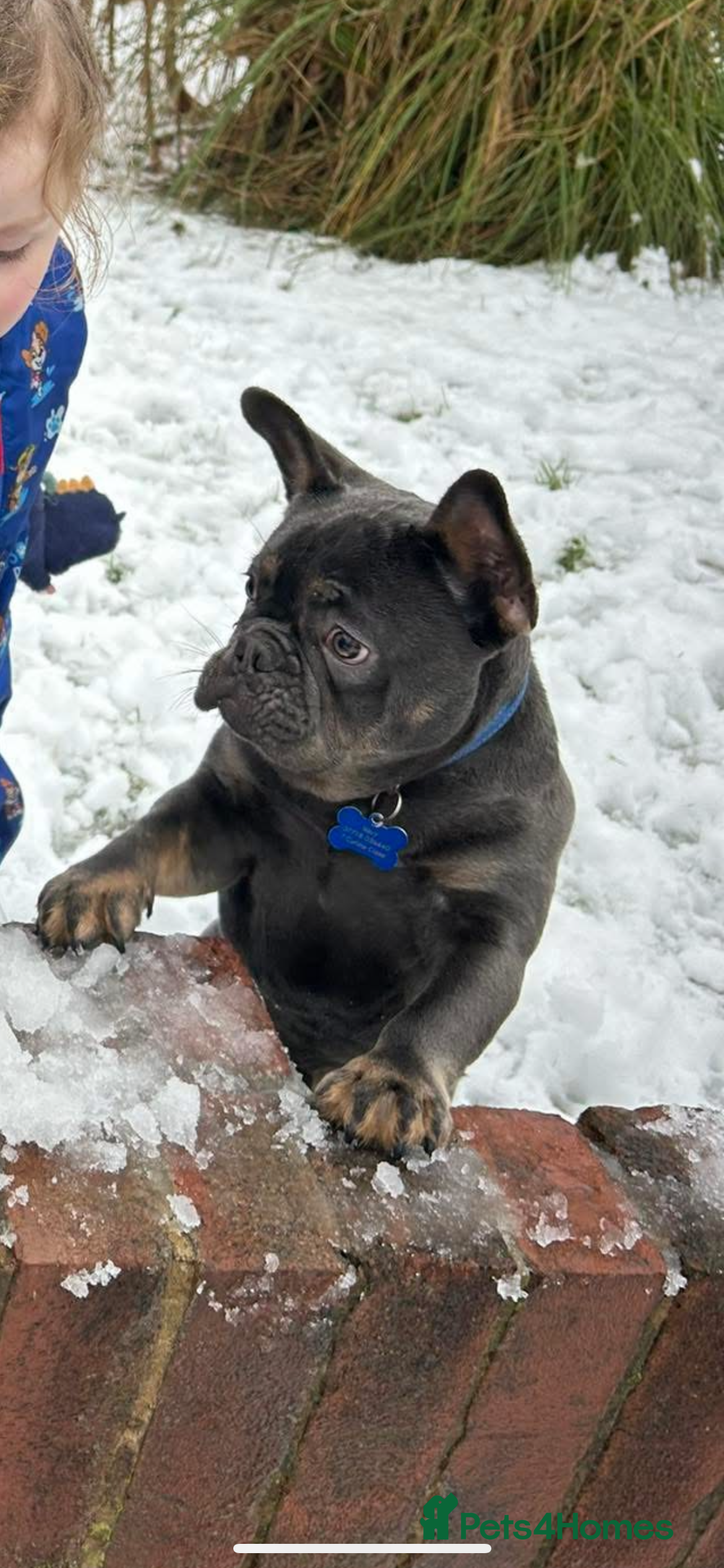 French Bulldog dogs Navy  - Advert 1