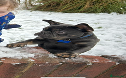 French Bulldog dogs for sale: Navy  - Image 1