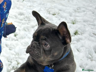 French Bulldog dogs - Advert 1