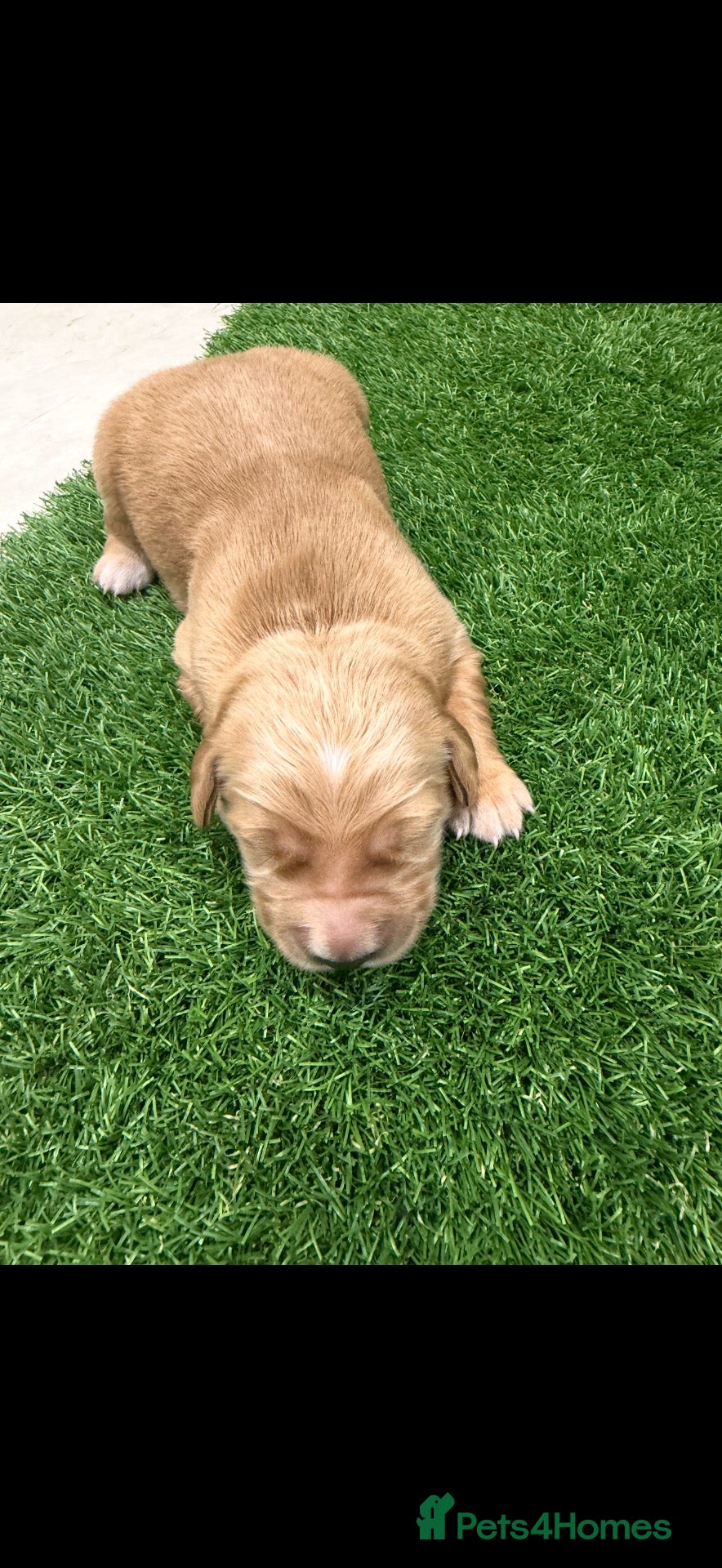 Golden Retriever dogs KC Dark Golden Retrievers 🧬Health Tested Parents - Advert 2