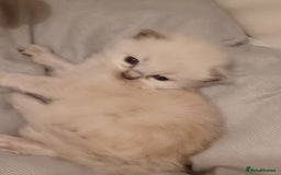 Ragdoll cats for sale: Mink ragdoll kittens - Image 16