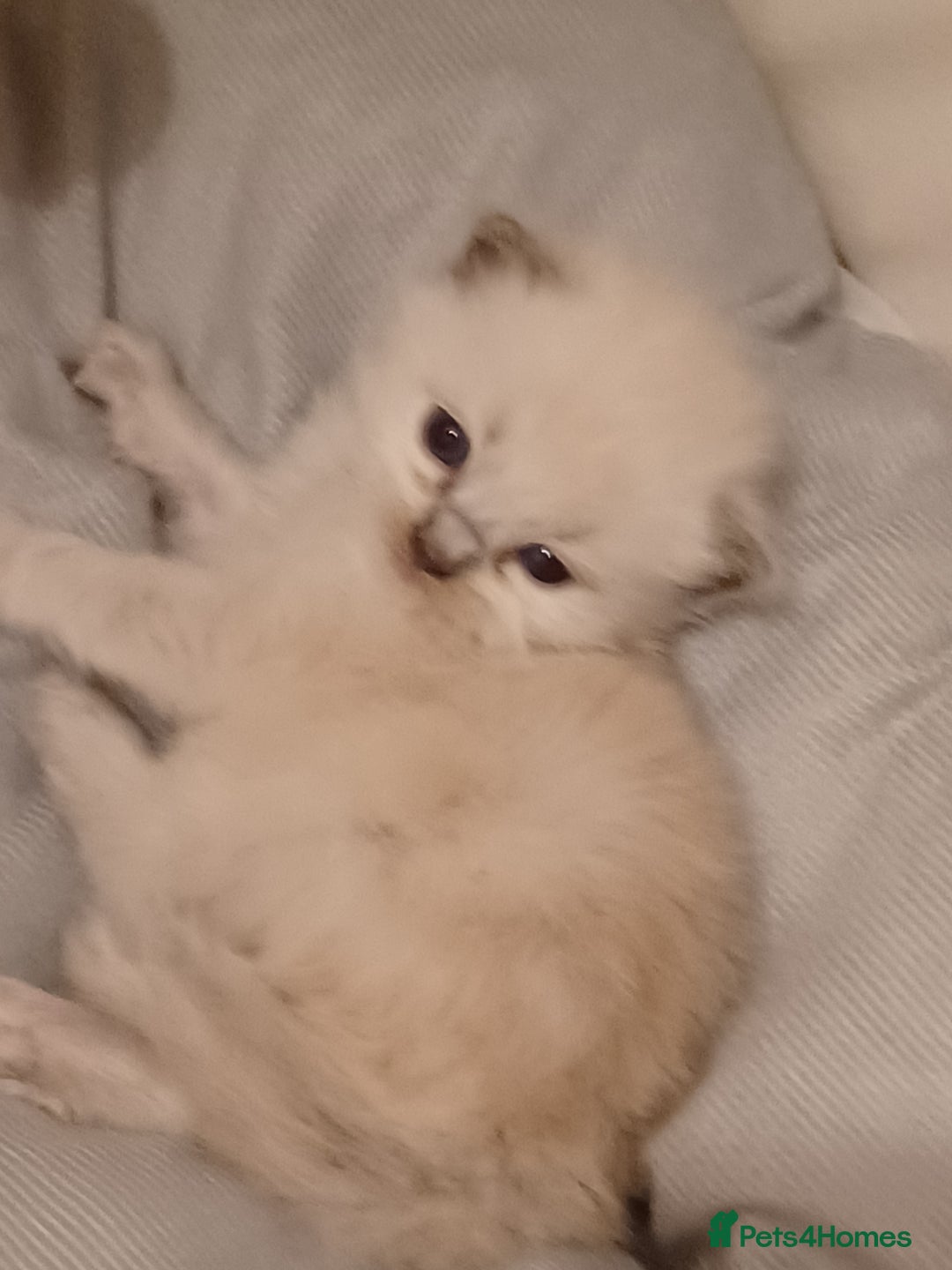 Ragdoll cats for sale: Mink ragdoll kittens - Image 16