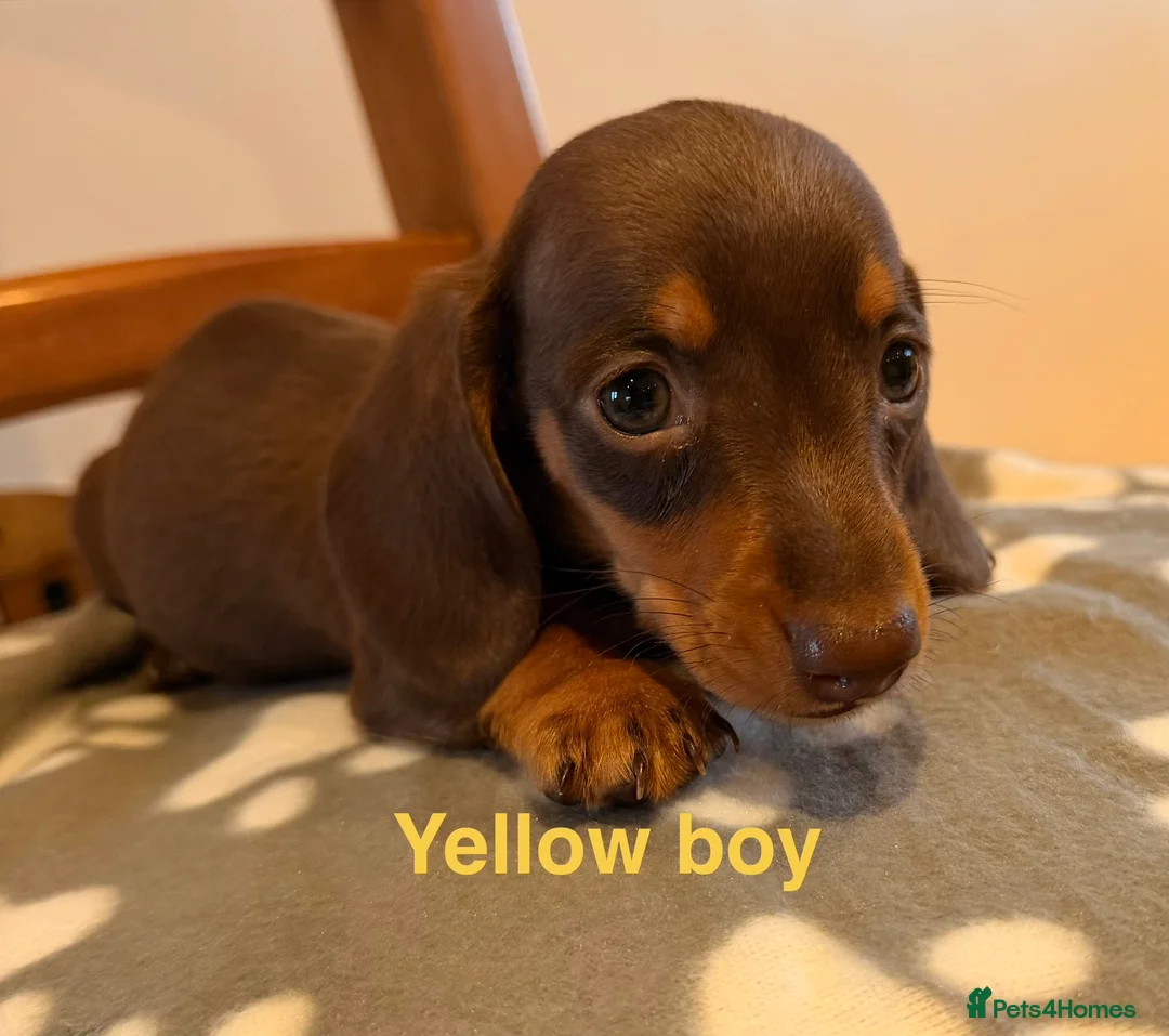 Miniature Dachshund dogs for sale: 5 miniature dachshund puppies  - Advert 7