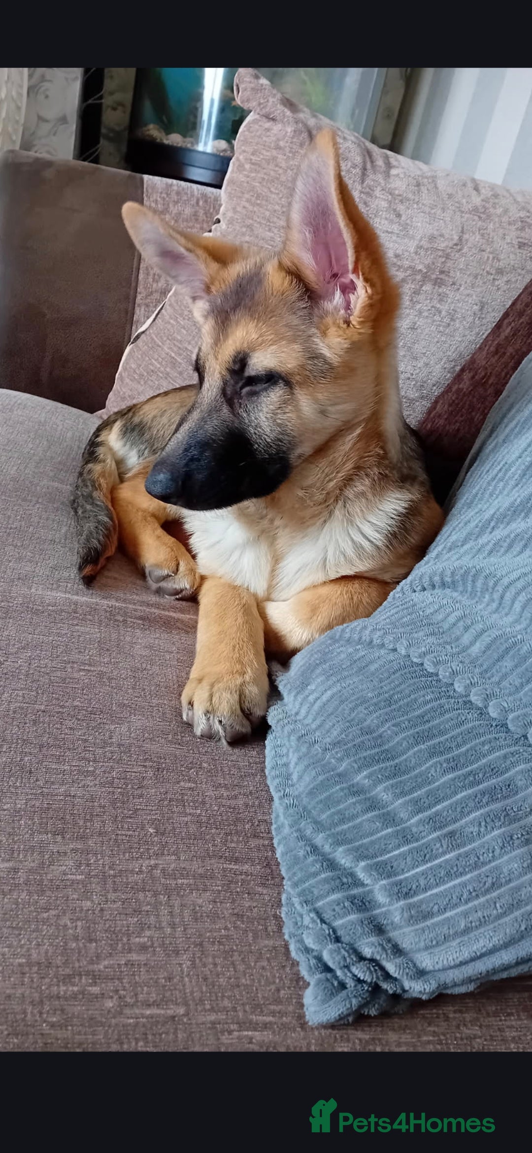 German Shepherd dogs for sale: Stunning German Shepherd puppies for sale - Advert 1