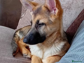 German Shepherd dogs Stunning German Shepherd puppies for sale - Advert 1