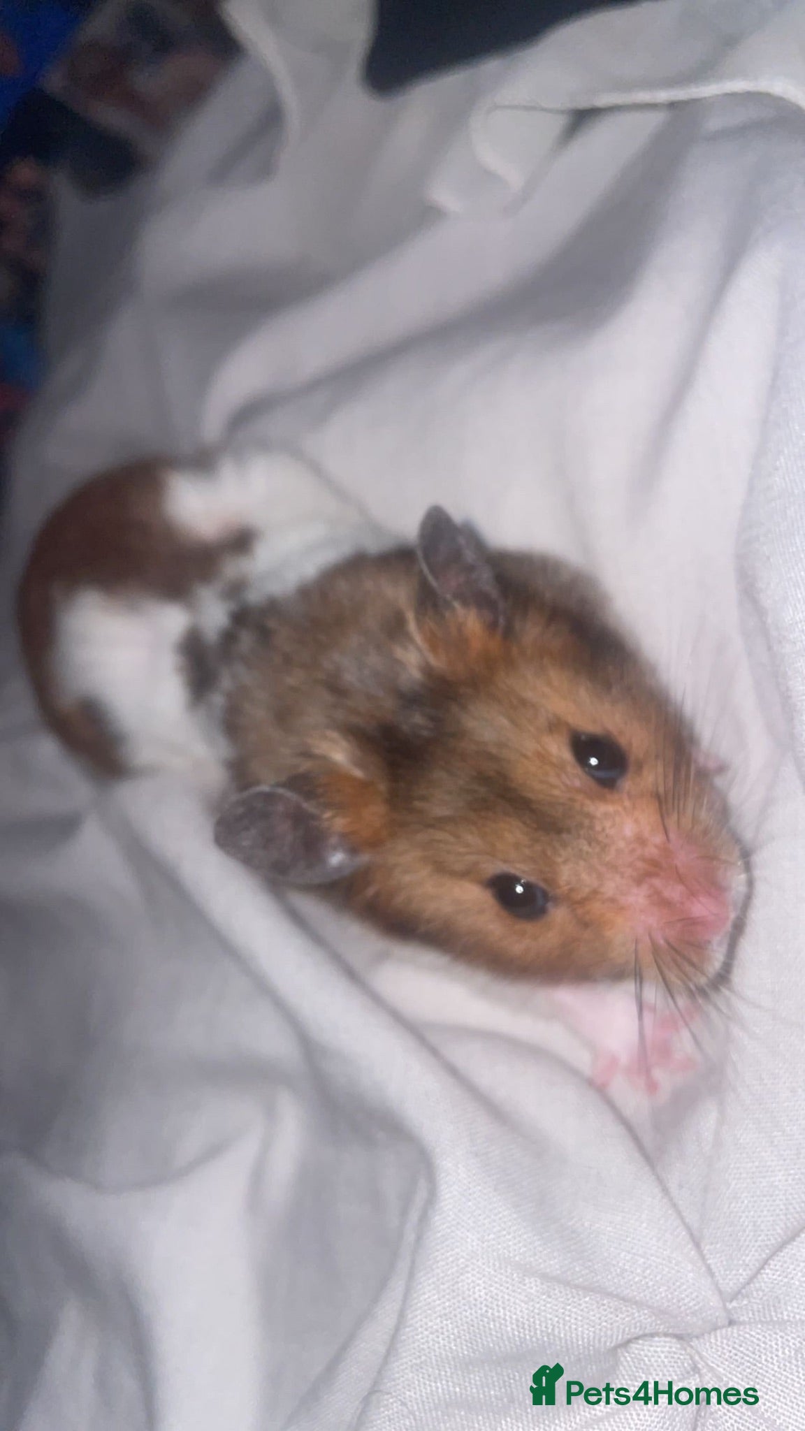 Hamster rodents Syrian - Advert 1