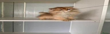 British Longhair 1