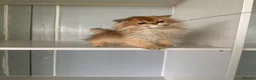 British Longhair cats for sale: Britsh Long hair - Advert 3