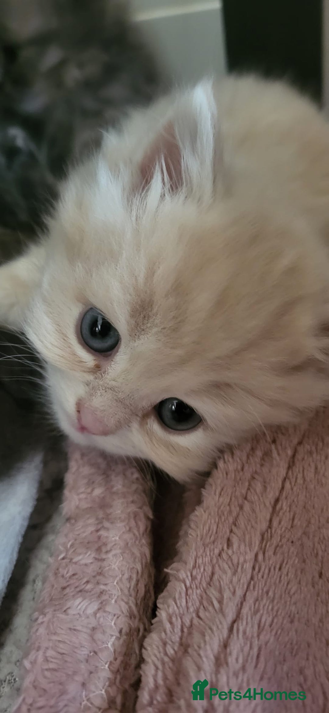 Siberian cats for sale: 9 beautiful Siberian kittens  - Image 14