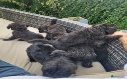 Mixed Breed dogs for sale: Saint Bernadoodles F1  - Image 7