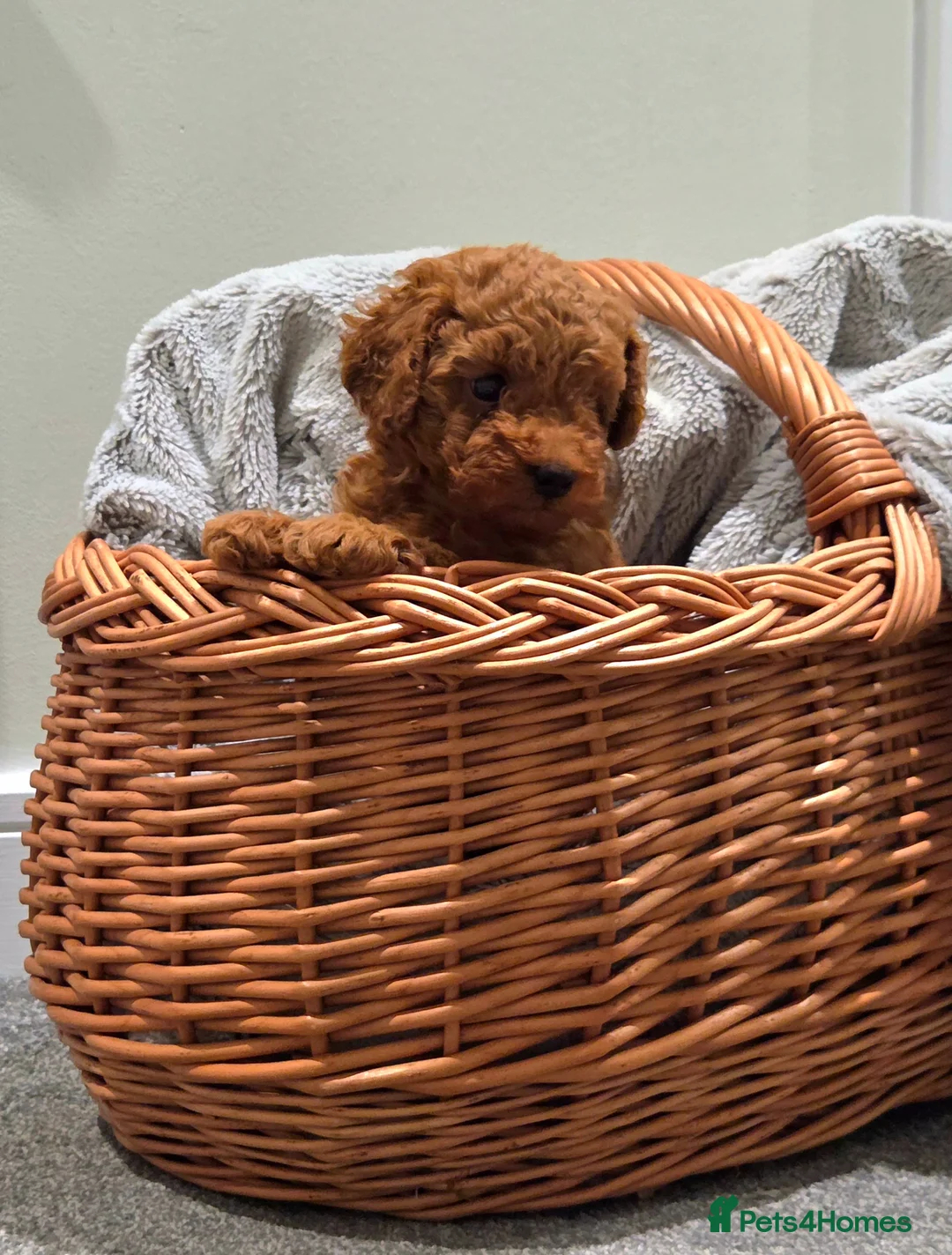 Toy Poodle dogs for sale: Tiny FOX RED Toy Poodle in Accrington - Advert 2