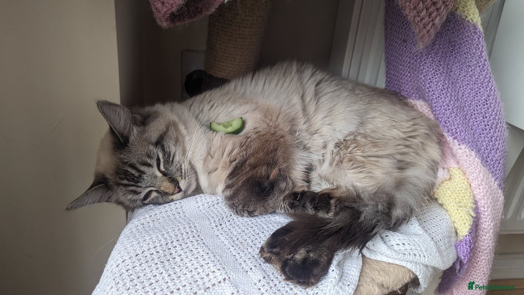 Ragdoll cats for sale: Lynx point ragdoll queen for sale  - Image 2