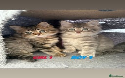 Ragdoll cats for sale: Stunning ragdoll cross BSH - Image 2