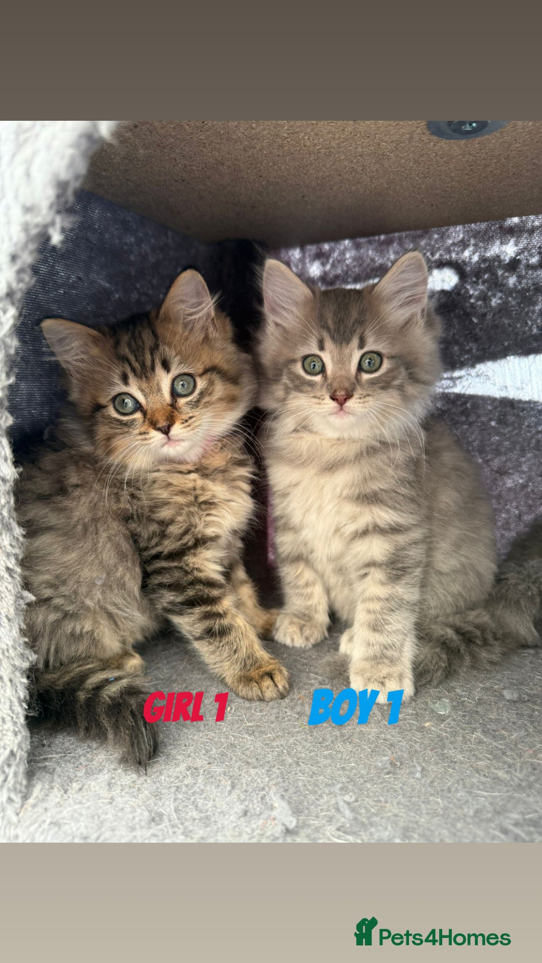 Ragdoll cats for sale: Stunning ragdoll cross BSH - Image 2