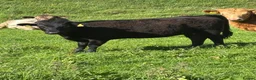 Cows & Bulls livestock for sale: Dexter x Galloway Cows and Dexter Bull for sale  - Advert 12