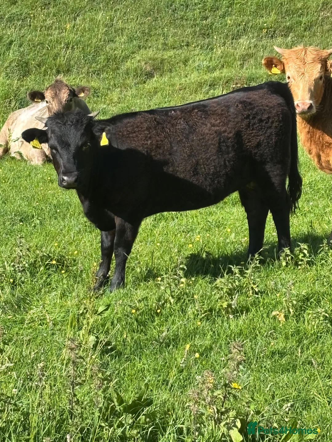 Cows & Bulls livestock for sale: Dexter x Galloway Cows and Dexter Bull for sale  - Advert 12
