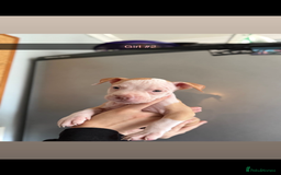 Mixed Breed dogs for sale: Staff x American bulldog - Image 6