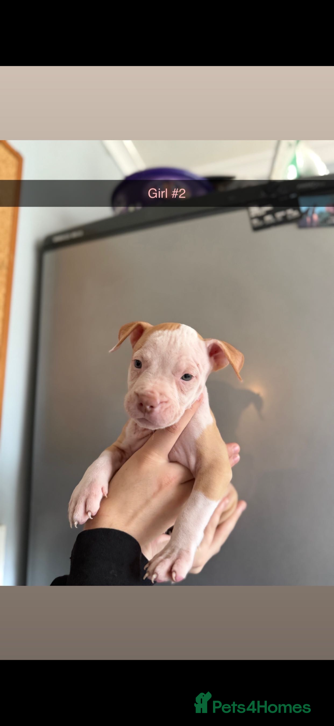 Mixed Breed dogs for sale: Staff x American bulldog - Image 6