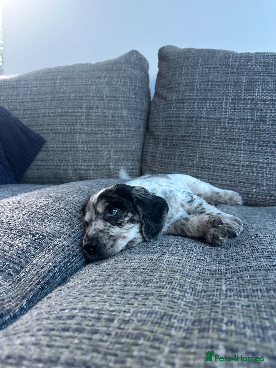 Cocker Spaniel dogs for sale: Working cocker spaniels - Advert 3