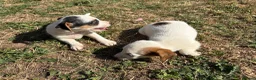 Jack Russell dogs for sale: Jack Russell girls  in Cardiff - Advert 3