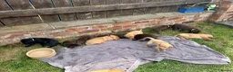 Labrador Retriever dogs for sale: KC Registered Labrador Puppies - Advert 28