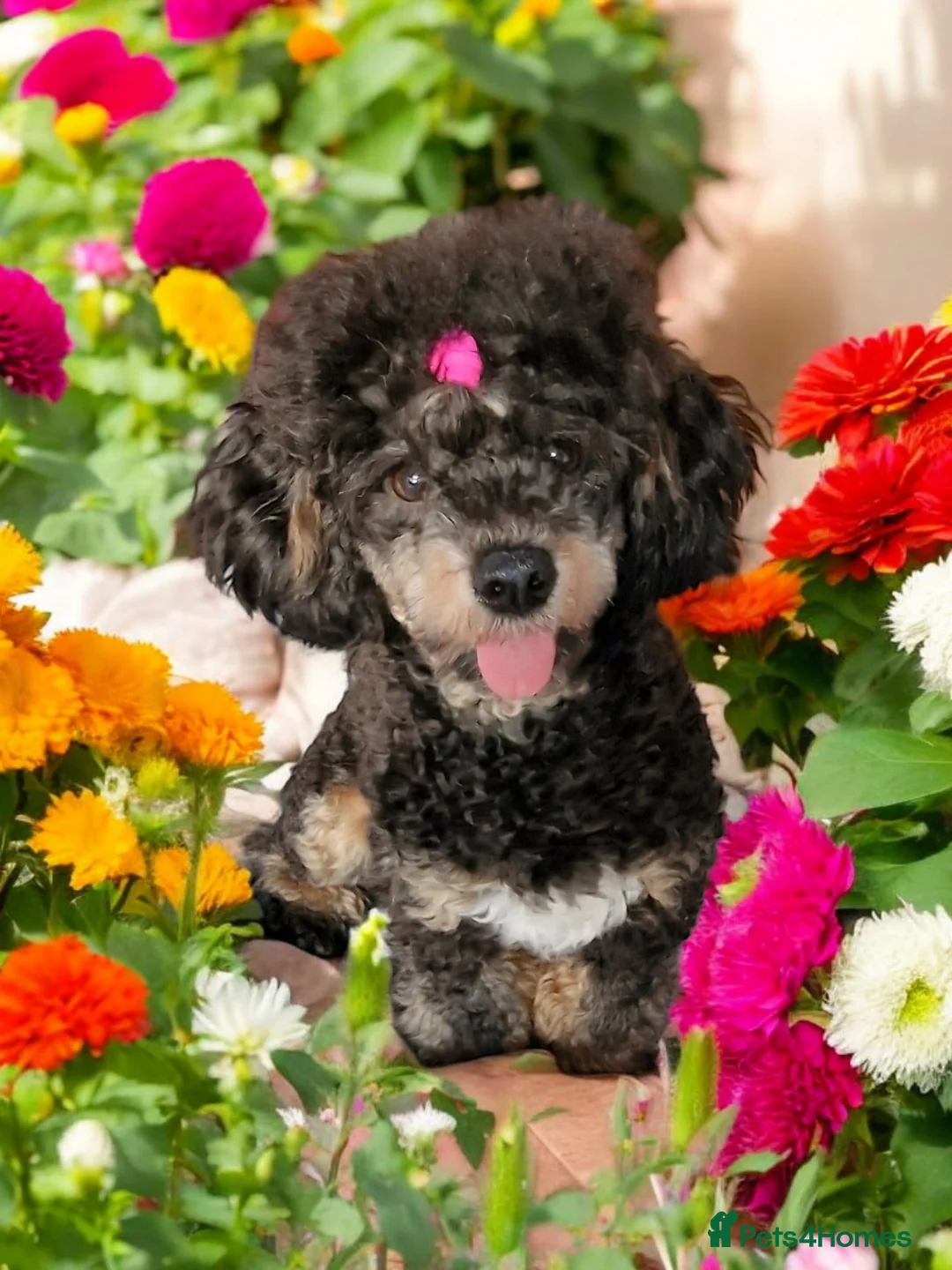 Toy Poodle dogs for stud: Black Phantom Toy Poodle PROVEN - Advert 6